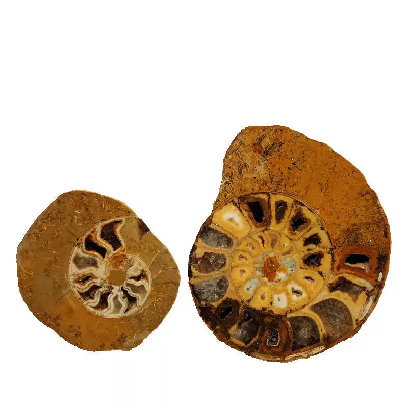 Rainbow Ammonite Specimens - Stunning Geological Teaching Aids